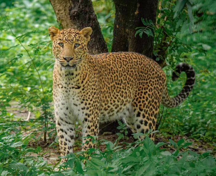 Trees for Leopards®, Nainital District