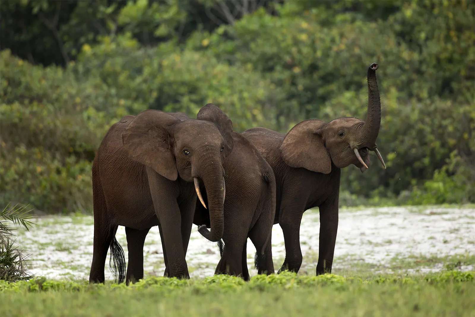 Trees for Elephants, Dalma Wildlife Sanctuary